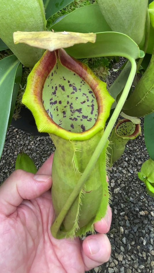 N. spathulata x campanulata – best selected clone: BE-3796
