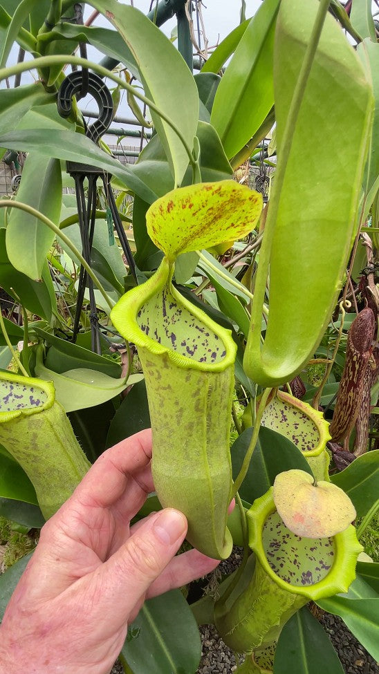 N. spathulata x campanulata – best selected clone: BE-3796 *Pre-Order*