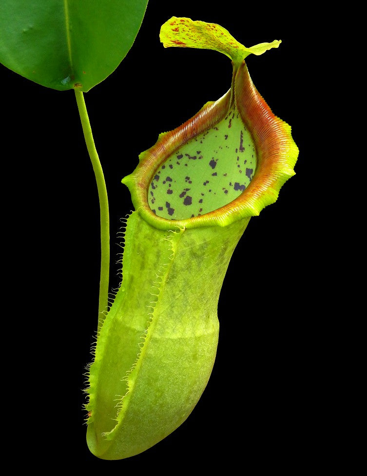 N. spathulata x campanulata – best selected clone: BE-3796 *Pre-Order*