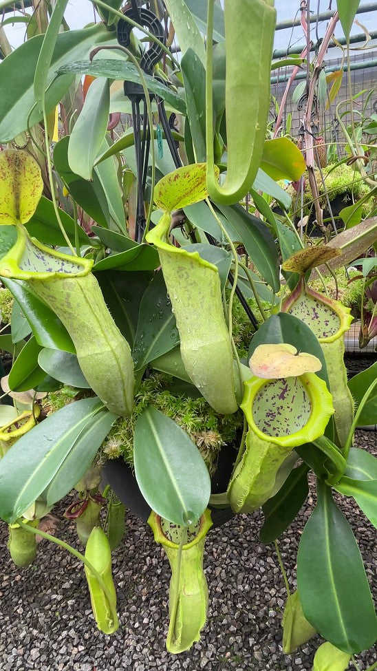 N. spathulata x campanulata – best selected clone: BE-3796 *Pre-Order*