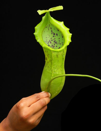 N. spathulata x campanulata – best selected clone: BE-3796 *Pre-Order*