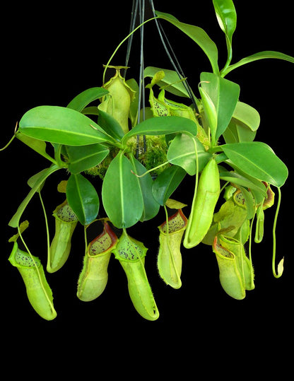N. spathulata x campanulata – best selected clone: BE-3796 *Pre-Order*