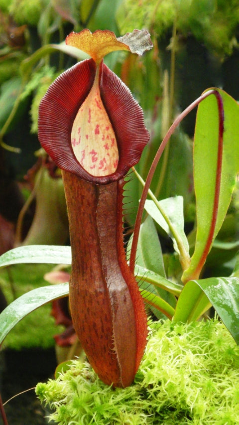 N. ramispina x singalana – selected clone: BE-3829