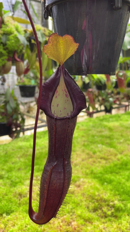 N. ramispina x singalana – selected clone: BE-3829 *Pre-Order*