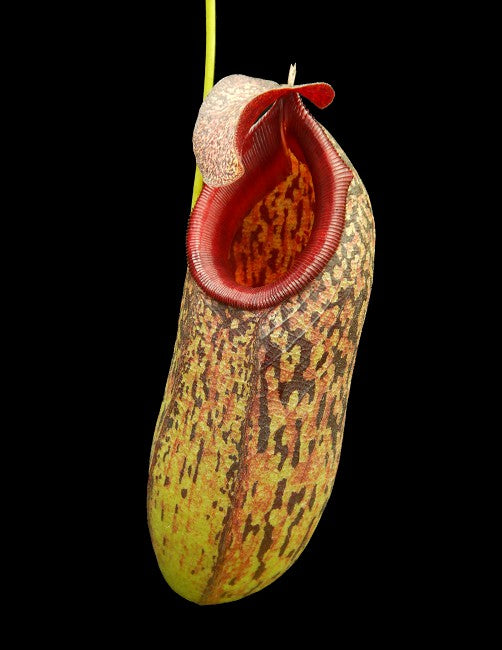 N. aristolochioides x burkei – selected clone: BE-3832