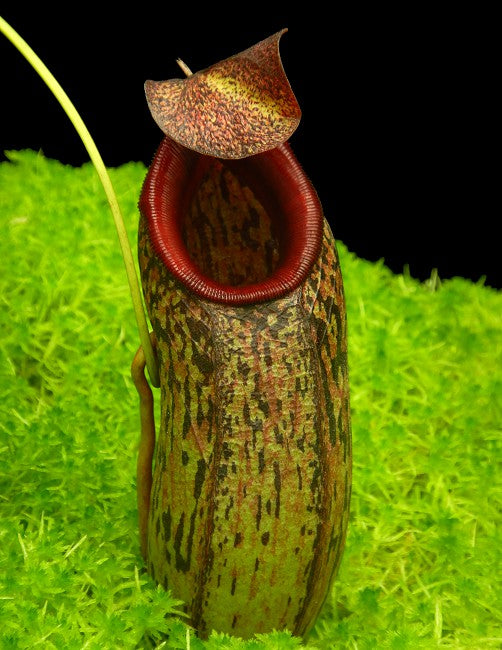N. aristolochioides x burkei – selected clone: BE-3832 *Pre-Order*