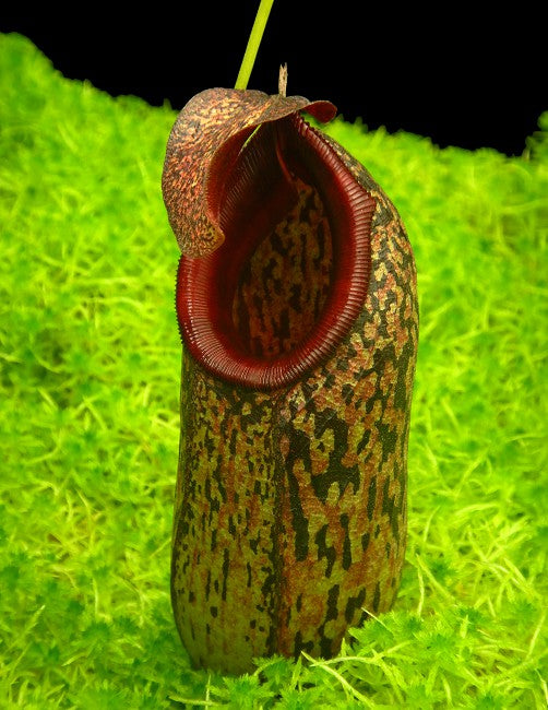 N. aristolochioides x burkei – selected clone: BE-3832 *Pre-Order*