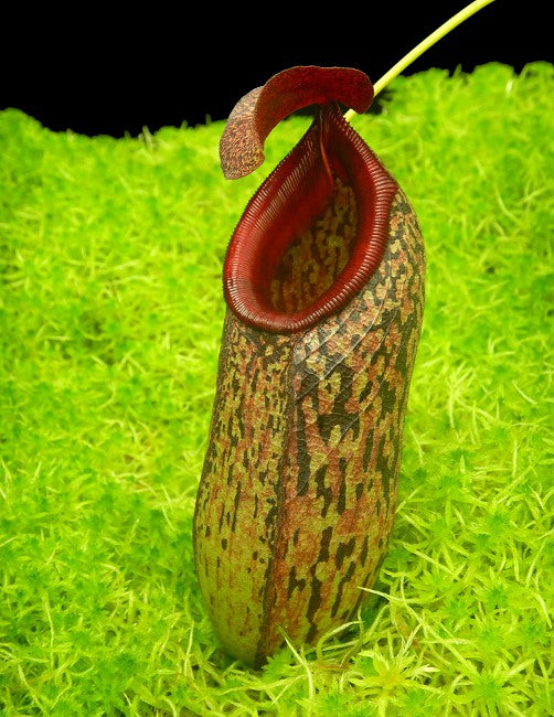 N. aristolochioides x burkei – selected clone: BE-3832 *Pre-Order*