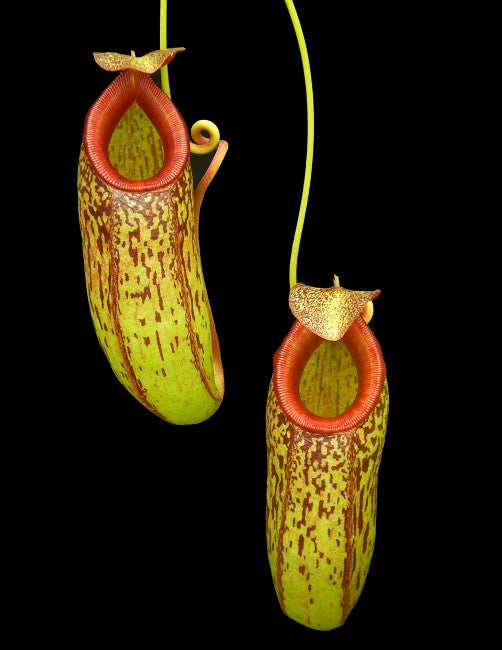 N. aristolochioides x burkei – selected clone: BE-3832 *Pre-Order*