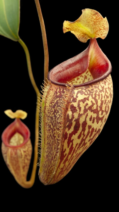 N. talangensis - selected clone: BE-3835 *Pre-Order*