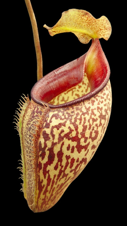 N. talangensis - selected clone: BE-3835 *Pre-Order*