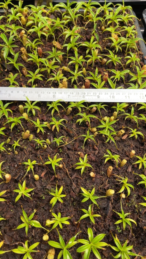 N. talangensis - selected clone: BE-3835 *Pre-Order*