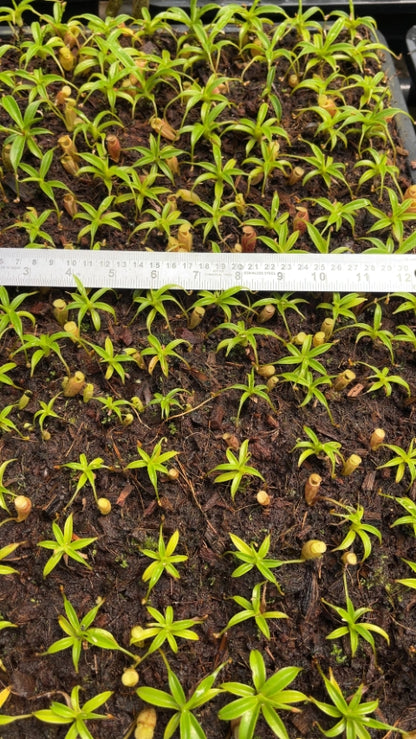 N. talangensis - selected clone: BE-3835 *Pre-Order*
