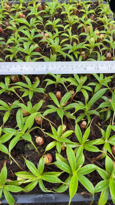 N. talangensis - selected clone: BE-3835 *Pre-Order*