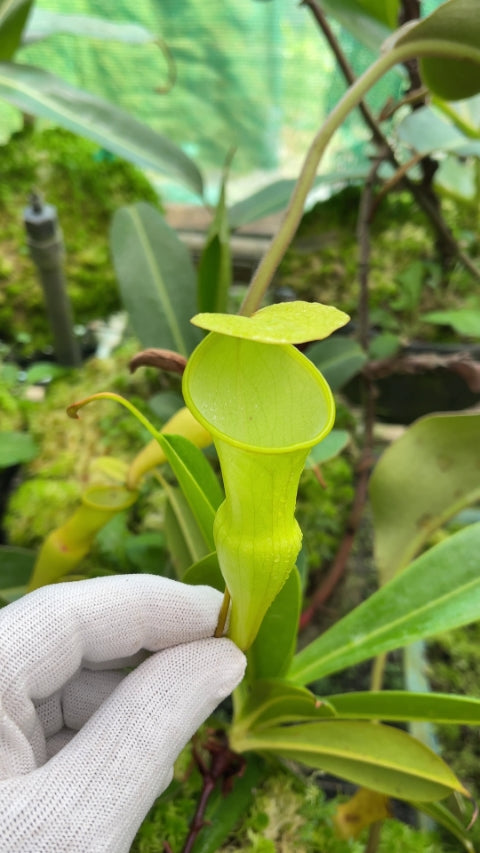 N. pervillei – assorted clones: BE-3839