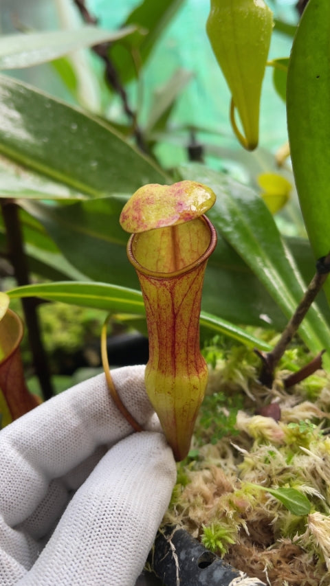 N. pervillei – assorted clones: BE-3839 *Pre-Order*