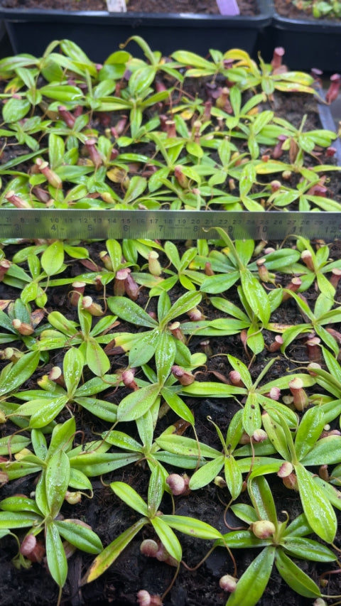 N. pervillei – assorted clones: BE-3839 *Pre-Order*