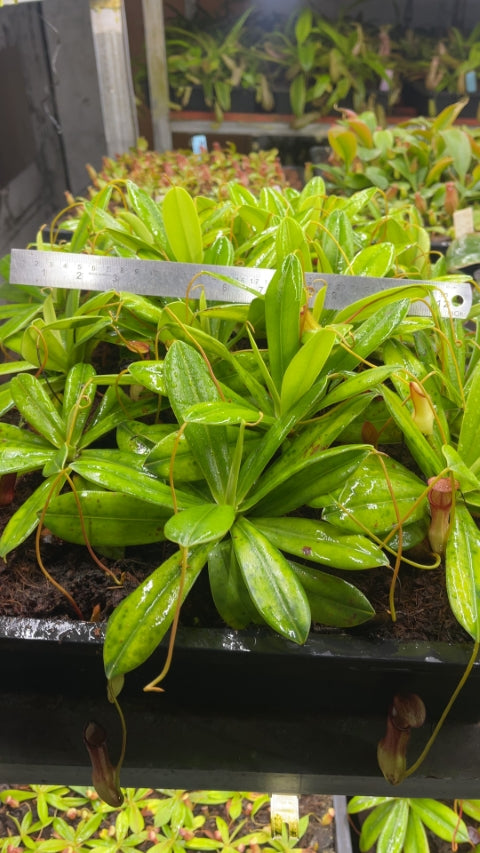 N. pervillei – assorted clones: BE-3839 *Pre-Order*