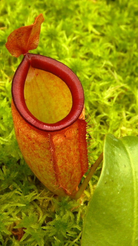 N. ampullaria x campanulata - best selected clone: BE-3840