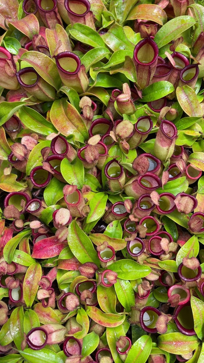 N. ampullaria x campanulata - best selected clone: BE-3840 *Pre-Order*