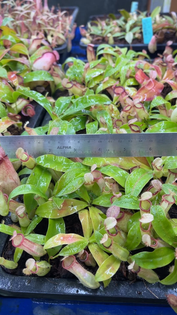 N. ampullaria x campanulata - best selected clone: BE-3840 *Pre-Order*