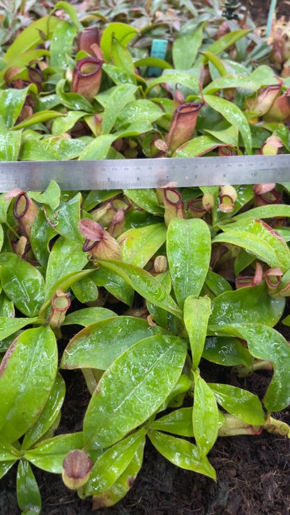 N. ampullaria x campanulata - best selected clone: BE-3840 *Pre-Order*
