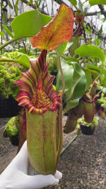 N. (veitchii x lowii) x robcantleyi - assorted clones: BE-3841 *Pre-Order*