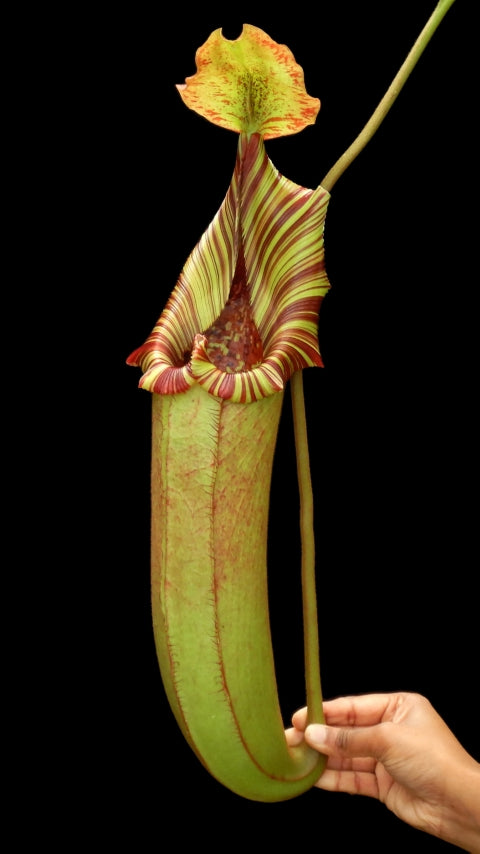 N. (veitchii x lowii) x robcantleyi - assorted clones: BE-3841 *Pre-Order*