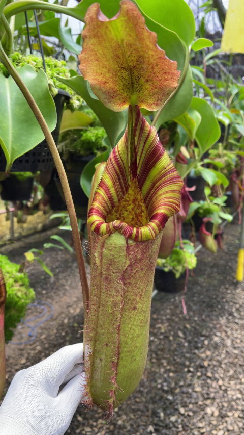 N. (veitchii x lowii) x robcantleyi - assorted clones: BE-3841 *Pre-Order*