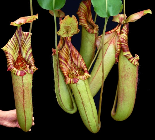 N. (veitchii x lowii) x robcantleyi - assorted clones: BE-3841 *Pre-Order*
