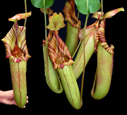 N. (veitchii x lowii) x robcantleyi - assorted clones: BE-3841 *Pre-Order*