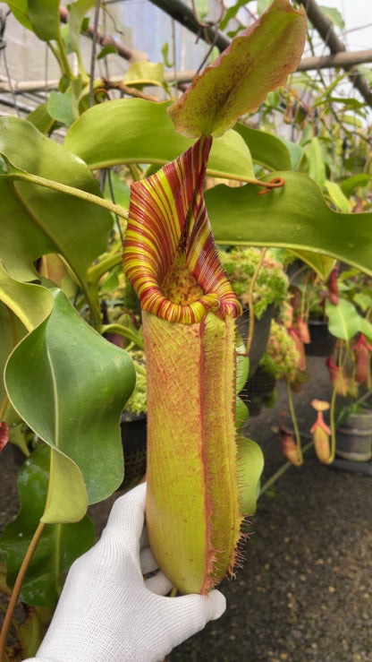 N. (veitchii x lowii) x robcantleyi - assorted clones: BE-3841