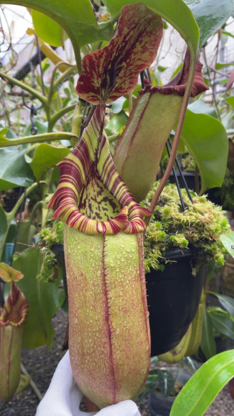 N. (veitchii x lowii) x robcantleyi - assorted clones: BE-3841 *Pre-Order*