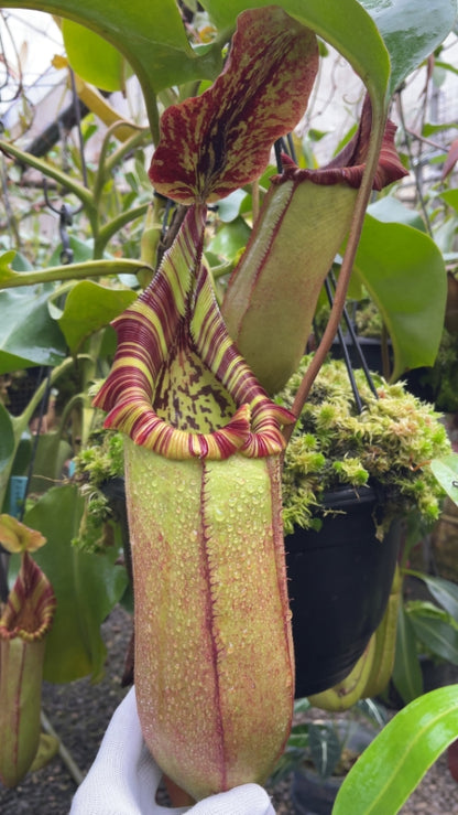 N. (veitchii x lowii) x robcantleyi - assorted clones: BE-3841 *Pre-Order*
