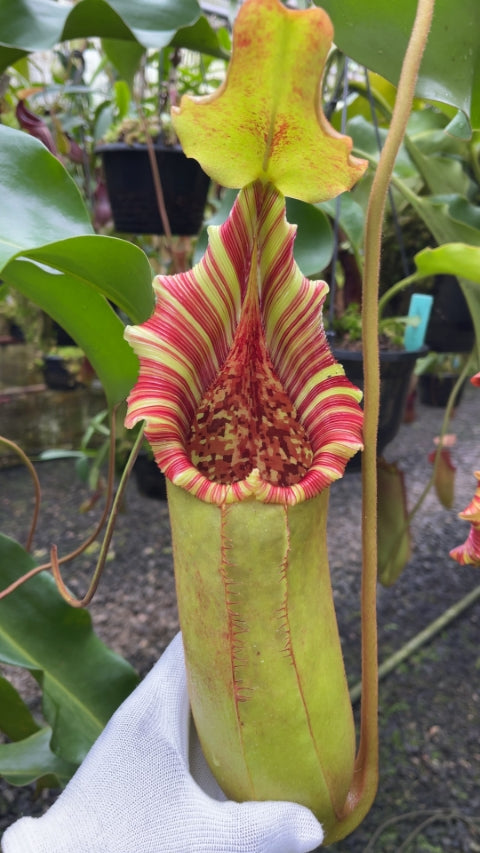 N. (veitchii x lowii) x robcantleyi - assorted clones: BE-3841 *Pre-Order*