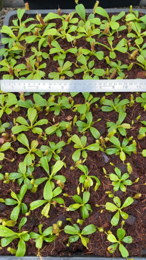 N. (veitchii x lowii) x robcantleyi - assorted clones: BE-3841 *Pre-Order*