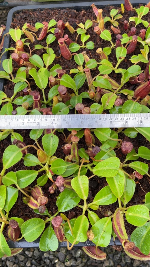N. (veitchii x lowii) x robcantleyi - assorted clones: BE-3841 *Pre-Order*