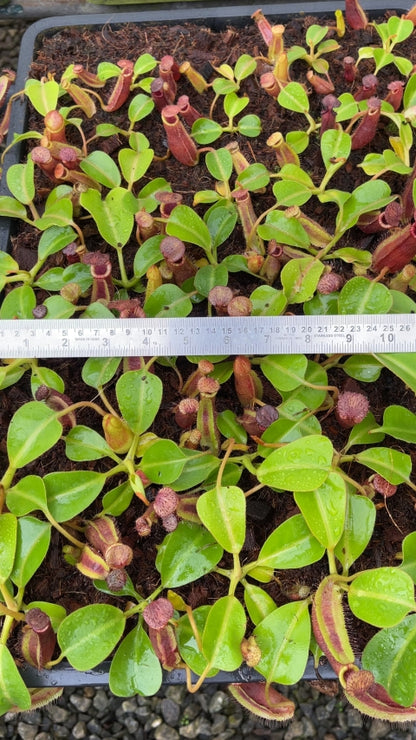 N. (veitchii x lowii) x robcantleyi - assorted clones: BE-3841 *Pre-Order*