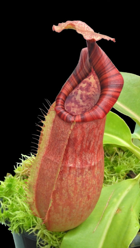 N. (veitchii x lowii) x samudera - assorted clones: BE-3844 *Pre-Order*