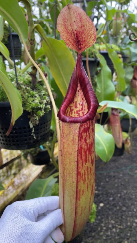 N. (veitchii x lowii) x samudera - assorted clones: BE-3844 *Pre-Order*