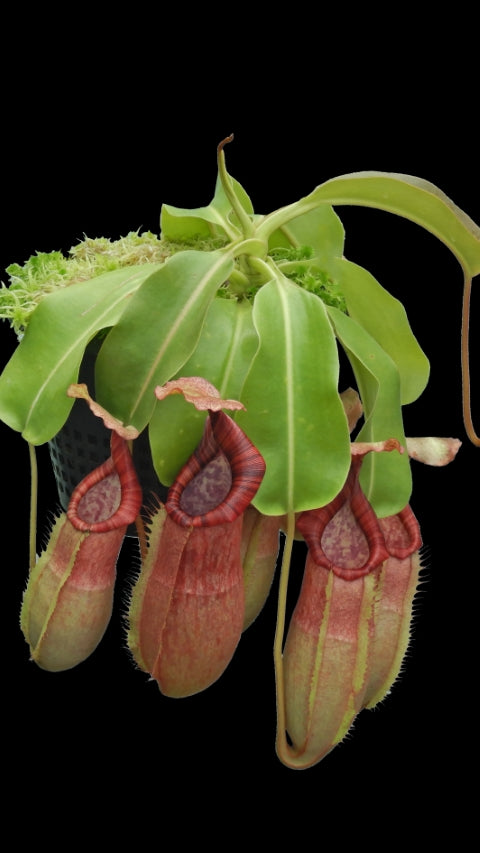 N. (veitchii x lowii) x samudera - assorted clones: BE-3844 *Pre-Order*