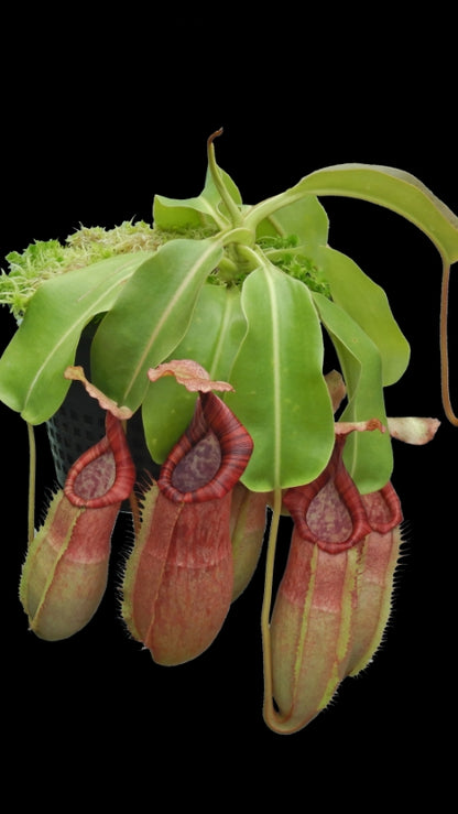 N. (veitchii x lowii) x samudera - assorted clones: BE-3844 *Pre-Order*