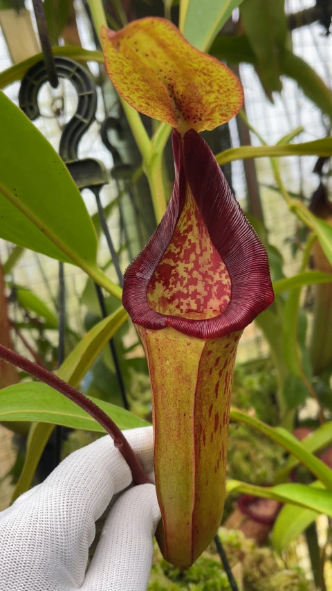 N. (veitchii x lowii) x samudera - assorted clones: BE-3844 *Pre-Order*