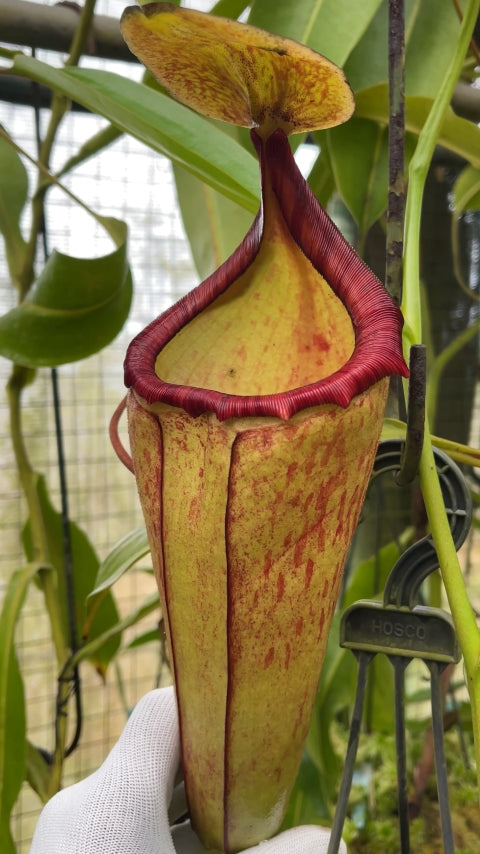 N. (veitchii x lowii) x samudera - assorted clones: BE-3844 *Pre-Order*