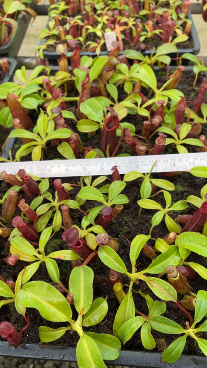 N. (veitchii x lowii) x samudera - assorted clones: BE-3844 *Pre-Order*