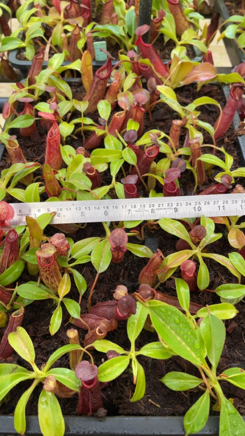 N. (veitchii x lowii) x samudera - assorted clones: BE-3844 *Pre-Order*