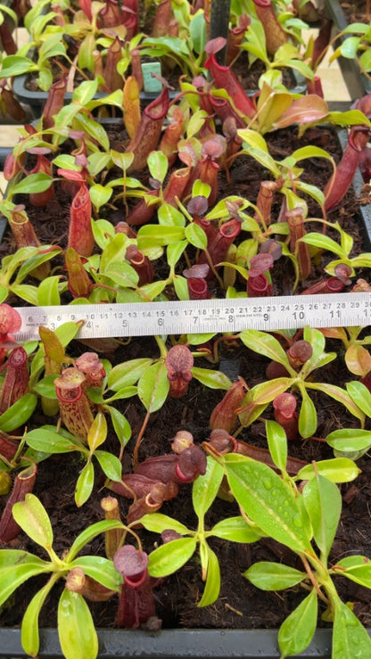N. (veitchii x lowii) x samudera - assorted clones: BE-3844 *Pre-Order*