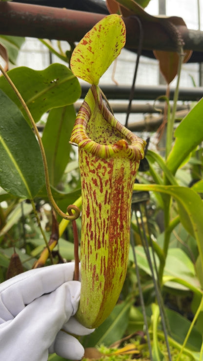 N. platychila x dactylifera - assorted clones: BE-3847