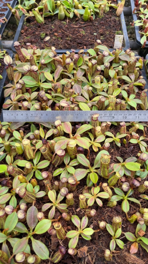 N. platychila x dactylifera - assorted clones: BE-3847 *Pre-Order*