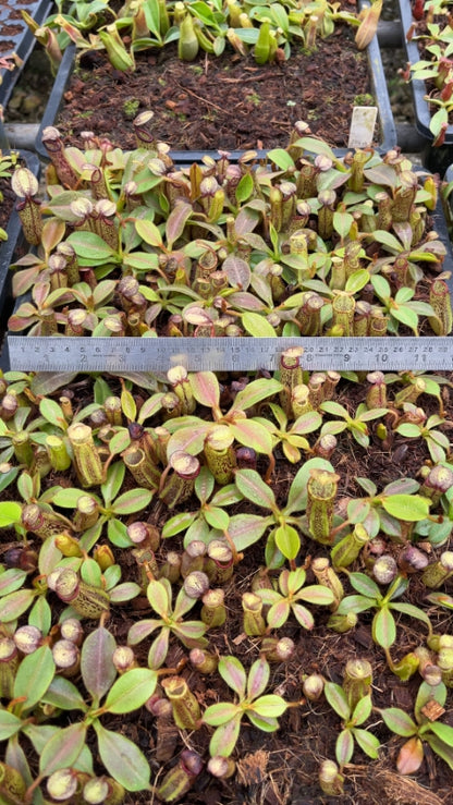 N. platychila x dactylifera - assorted clones: BE-3847 *Pre-Order*